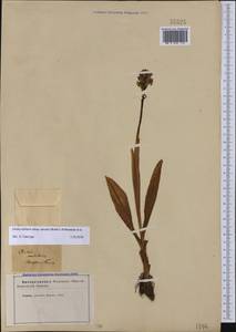 Orchis militaris subsp. stevenii (Rchb.f.) B.Baumann & al., Crimea (KRYM) (Russia)