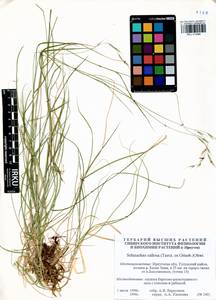 Schizachne purpurascens subsp. callosa (Turcz. ex Griseb.) T.Koyama & Kawano, Siberia, Baikal & Transbaikal region (S4) (Russia)