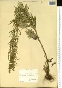Artemisia rubripes Nakai, Siberia, Russian Far East (S6) (Russia)