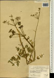 Kozlovia paleacea (Regel & Schmalh.) Lipsky, South Asia, South Asia (Asia outside ex-Soviet states and Mongolia) (ASIA) (Afghanistan)