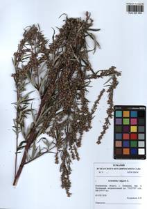 Artemisia vulgaris L., Siberia, Altai & Sayany Mountains (S2) (Russia)