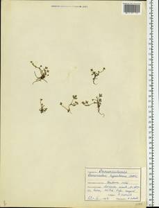 Ranunculus hyperboreus Rottb., Eastern Europe, Latvia (E2b) (Latvia)