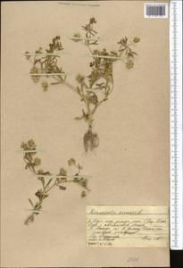 Ranunculus arvensis L., Middle Asia, Western Tian Shan & Karatau (M3) (Kazakhstan)