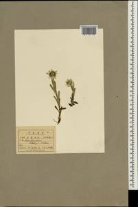 Leontopodium coreanum Nakai, South Asia, South Asia (Asia outside ex-Soviet states and Mongolia) (ASIA) (North Korea)