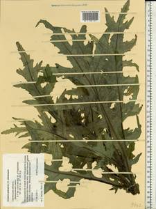 Cirsium ×hybridum W. D. J. Koch ex DC., Eastern Europe, Western region (E3) (Russia)