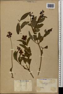 Ligustrum vulgare L., Caucasus, Georgia (K4) (Georgia)
