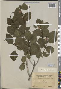 Lonicera caucasica subsp. orientalis (Lam.) D. F. Chamb. & Long, Caucasus, South Ossetia (K4b) (South Ossetia)