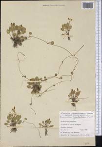 Halerpestes cymbalaria (Pursh) Greene, America (AMER) (Canada)