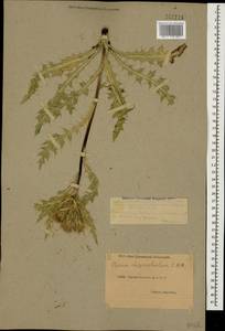 Cirsium rhizocephalum C. A. Mey., Caucasus, Dagestan (K2) (Russia)