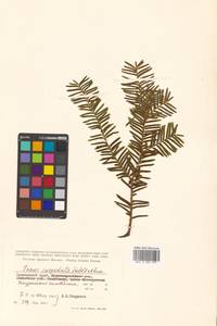 Taxus cuspidata Siebold & Zucc., Siberia, Russian Far East (S6) (Russia)