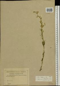 Silene tatarica (L.) Pers., Eastern Europe, Central region (E4) (Russia)