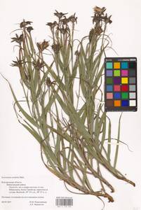 Gelasia ensifolia (M. Bieb.) Zaika, Sukhor. & N. Kilian, Eastern Europe, Central forest-and-steppe region (E6) (Russia)