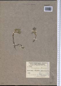 Dracocephalum stamineum Kar. & Kir., Middle Asia, Pamir & Pamiro-Alai (M2)