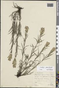 Castilleja pallida (L.) Kunth, Eastern Europe, Eastern region (E10) (Russia)