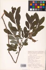 Salix cinerea L., Eastern Europe, Lower Volga region (E9) (Russia)