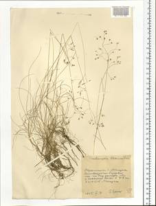 Avenella flexuosa (L.) Drejer, Siberia, Chukotka & Kamchatka (S7) (Russia)