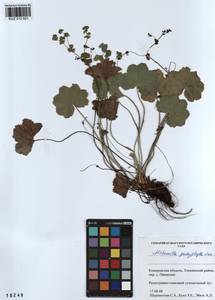 Alchemilla pachyphylla Juz., Siberia, Altai & Sayany Mountains (S2) (Russia)