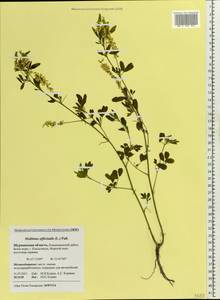 Melilotus officinalis (L.)Pall., Eastern Europe, Northern region (E1) (Russia)