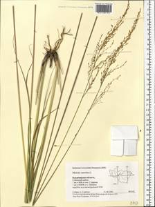 Molinia caerulea (L.) Moench, Eastern Europe, Central region (E4) (Russia)