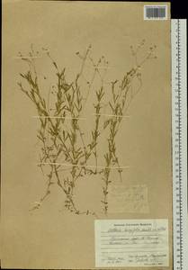 Stellaria longifolia (Regel) Muhl. ex Willd., Siberia, Russian Far East (S6) (Russia)