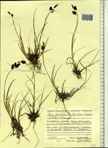 Carex saxatilis L., Siberia, Central Siberia (S3) (Russia)