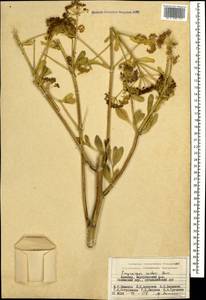 Smyrniopsis aucheri Boiss., Caucasus, Armenia (K5) (Armenia)