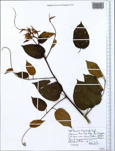 Gouania longispicata Engl., Africa (AFR) (Ethiopia)
