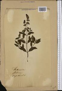 Mentha × piperita L., Western Europe (EUR) (Not classified)