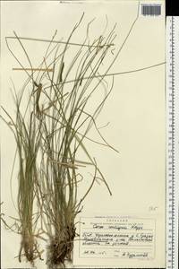 Carex spicata subsp. spicata, Eastern Europe, North Ukrainian region (E11) (Ukraine)