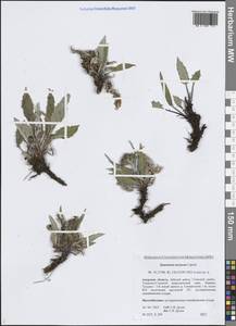 Saussurea congesta subsp. soczavae (Lipsch.) Vorosch., Siberia, Russian Far East (S6) (Russia)
