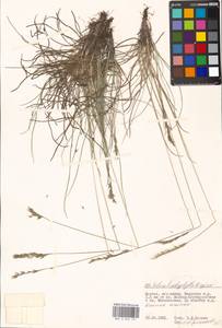 Festuca trachyphylla (Hack.) Hack., Eastern Europe, Moscow region (E4a) (Russia)