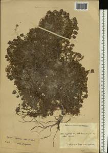 Thymus calcareus Klokov & Des.-Shost., Eastern Europe, Central forest-and-steppe region (E6) (Russia)