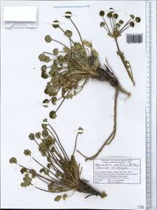 Hymenidium stellatum (D.Don) Pimenov & Kljuykov, South Asia, South Asia (Asia outside ex-Soviet states and Mongolia) (ASIA) (India)