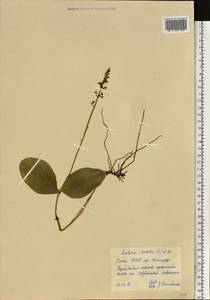 Neottia ovata (L.) Bluff & Fingerh., Eastern Europe, Northern region (E1) (Russia)