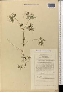 Geranium columbinum L., Caucasus, Stavropol Krai, Karachay-Cherkessia & Kabardino-Balkaria (K1b) (Russia)