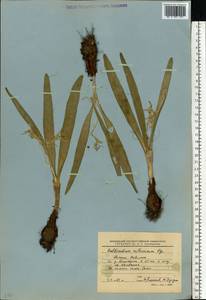 Colchicum bulbocodium subsp. versicolor (Ker Gawl.) K.Perss., Eastern Europe, Lower Volga region (E9) (Russia)