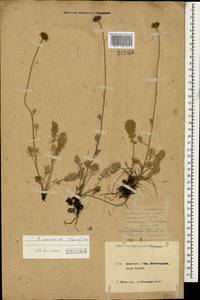 Archanthemis marschalliana subsp. pectinata (Boiss.) Lo Presti & Oberpr., Caucasus, Krasnodar Krai & Adygea (K1a) (Russia)