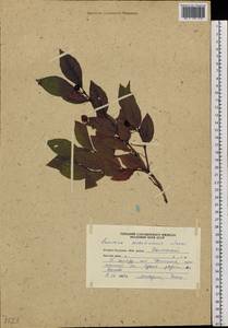 Lonicera maximowiczii var. sachalinensis F. Schmidt, Siberia, Russian Far East (S6) (Russia)