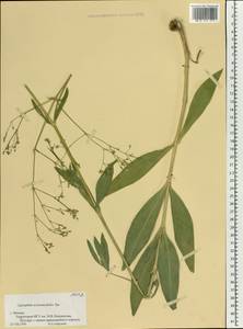 Gypsophila scorzonerifolia Ser., Eastern Europe, Moscow region (E4a) (Russia)