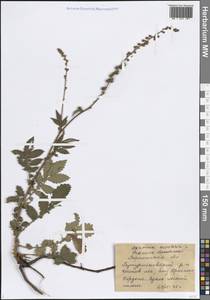 Agrimonia eupatoria L., Eastern Europe, Central forest-and-steppe region (E6) (Russia)