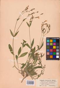 Silene astrachanica (Pacz.) Takht., Eastern Europe, Lower Volga region (E9) (Russia)
