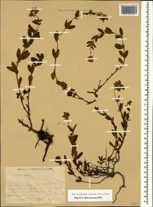 Helianthemum ovatum (Viv.) Dunal, Caucasus, Krasnodar Krai & Adygea (K1a) (Russia)