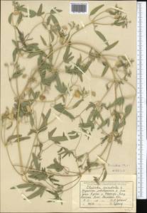 Clematis orientalis L., Middle Asia, Muyunkumy, Balkhash & Betpak-Dala (M9) (Kazakhstan)