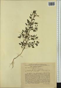 Chenopodium album subsp. borbasii (Murr) Soó, Western Europe (EUR) (Romania)