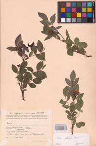 Rosa glauca Pourr., Eastern Europe, North Ukrainian region (E11) (Ukraine)