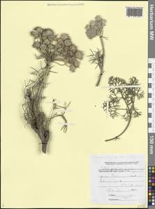 Seseli ponticum Lipsky, Caucasus, Black Sea Shore (from Novorossiysk to Adler) (K3) (Russia)