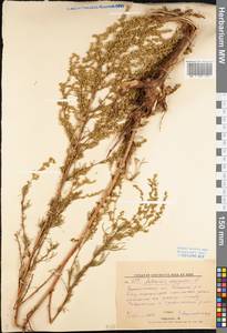 Artemisia campestris L., Eastern Europe, Lower Volga region (E9) (Russia)