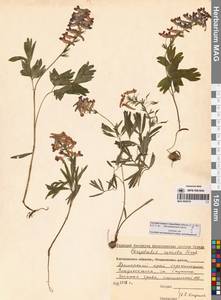 Corydalis turtschaninovii subsp. turtschaninovii, Siberia, Russian Far East (S6) (Russia)