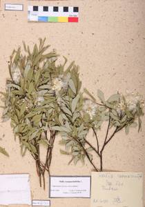 Salix rosmarinifolia L., Siberia, Central Siberia (S3) (Russia)
