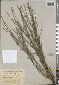 Dianthus crinitus subsp. tetralepis (Nevski) Rech.fil., Middle Asia, Western Tian Shan & Karatau (M3) (Uzbekistan)